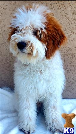 dixiegoldendoodles Picture 1